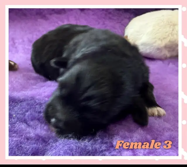 mini Shihpoo puppies❤️❤️❤️ - Photo 9