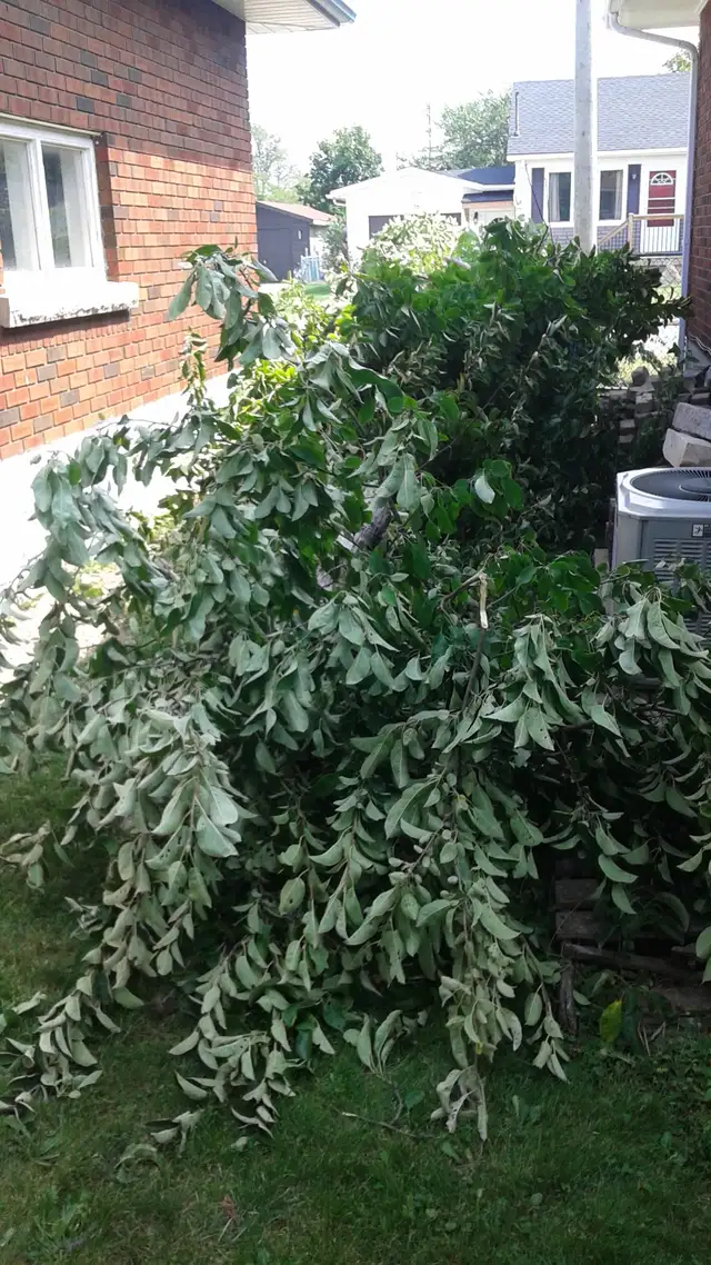 Grass cutting starting at $25 and up - Photo 10