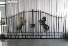 20FT Driveway Gate – Ornamental Horse