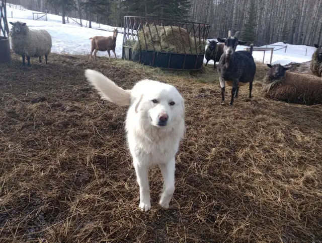 Livestock Guardian Dog