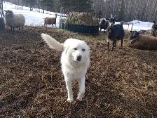 Livestock Guardian Dog