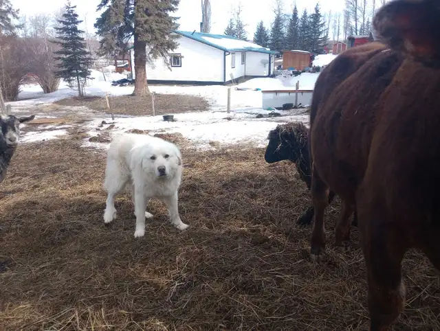 Livestock Guardian Dog - Photo 2
