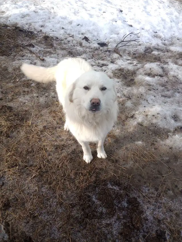 Livestock Guardian Dog - Photo 3