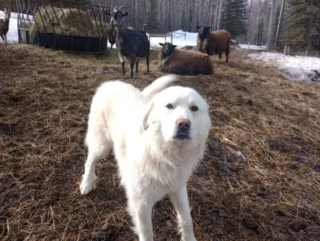 Livestock Guardian Dog - Photo 4