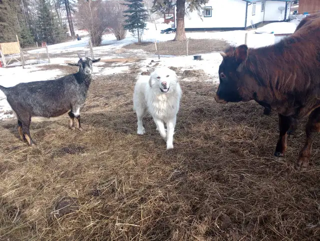 Livestock Guardian Dog - Photo 5