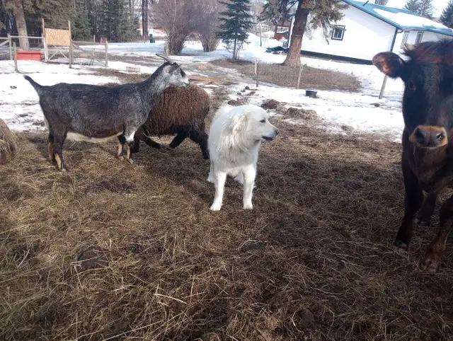 Livestock Guardian Dog - Photo 6