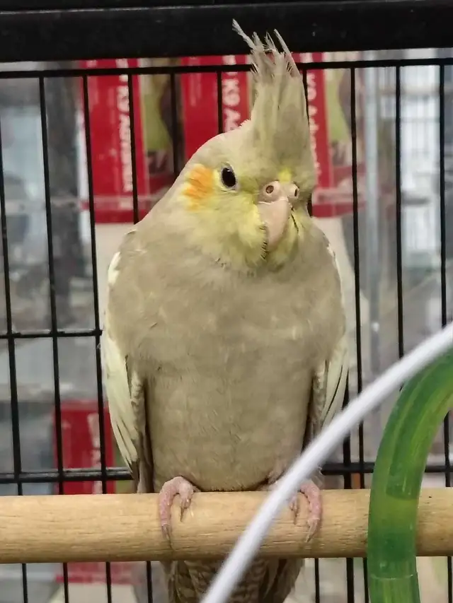 baby cockatiels - Photo 3
