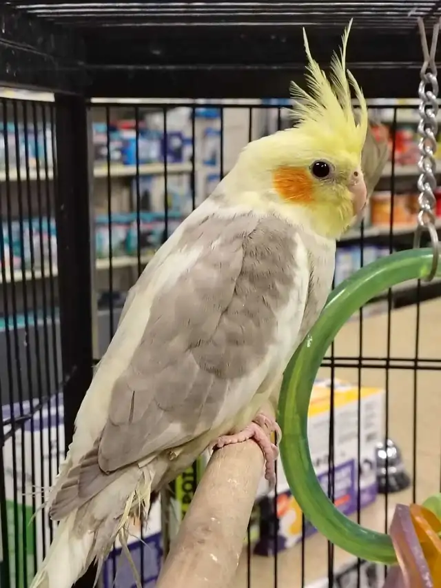 baby cockatiels - Photo 4