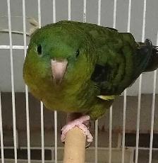 lineolated parakeet