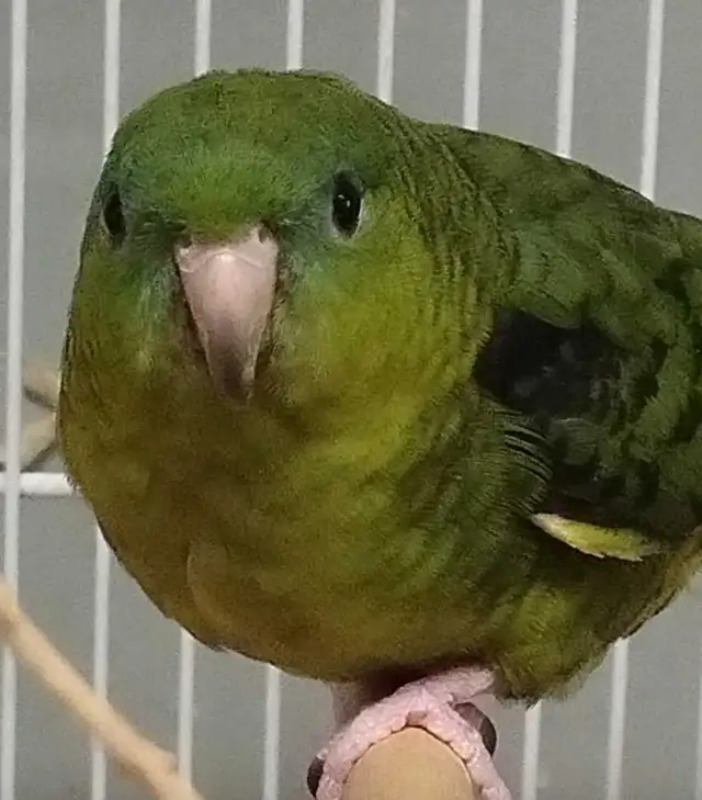 lineolated parakeet - Photo 2