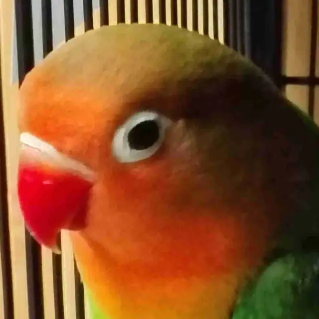 baby Fisher love bird