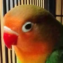 baby Fisher love bird