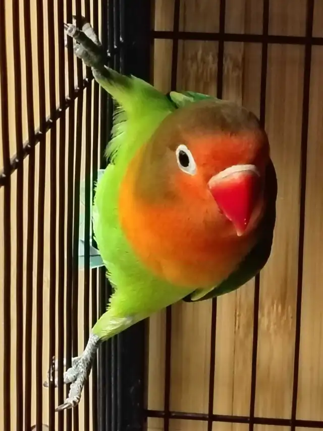 baby Fisher love bird - Photo 2