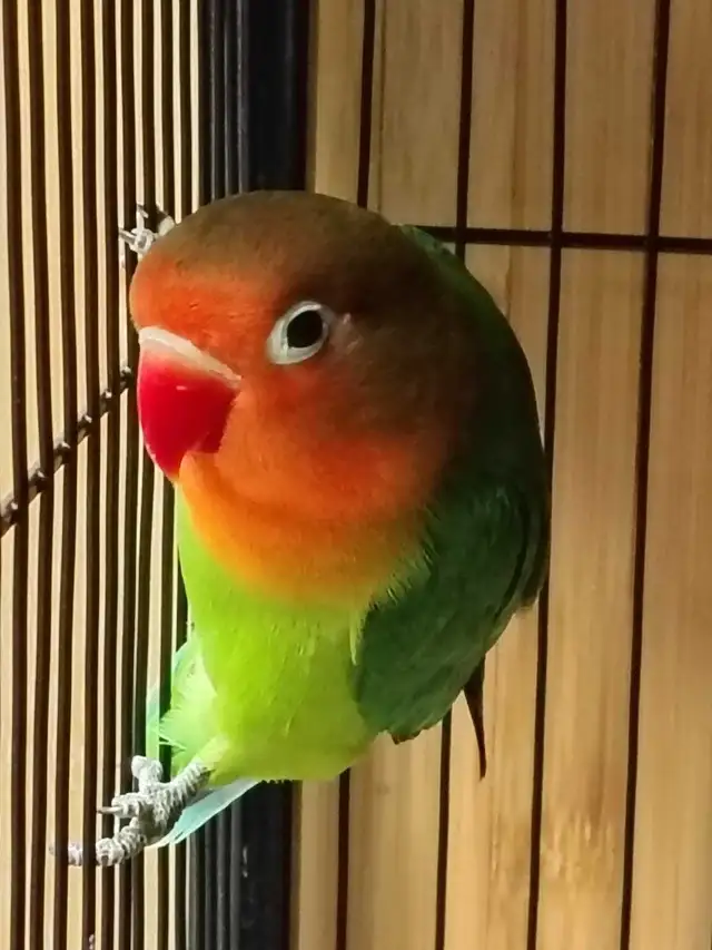 baby Fisher love bird - Photo 3