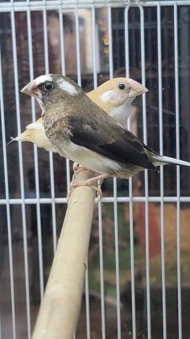 society finches - Photo 2