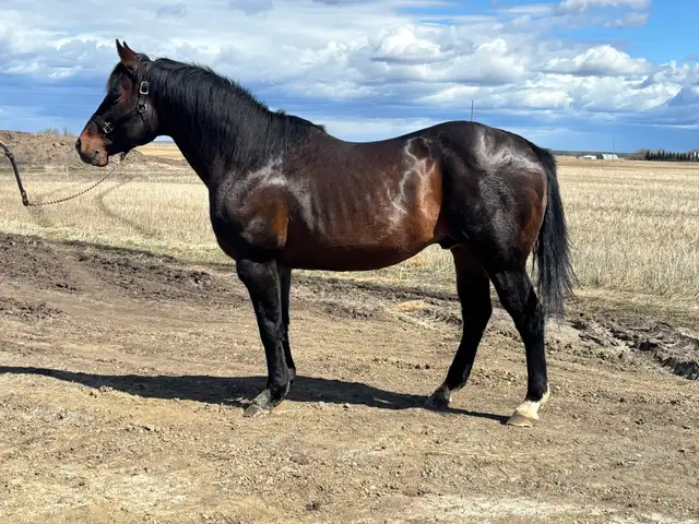 Need help selling a horse? - Photo 2