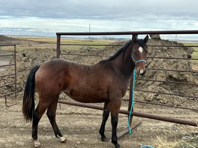 Need help selling a horse? - Photo 3