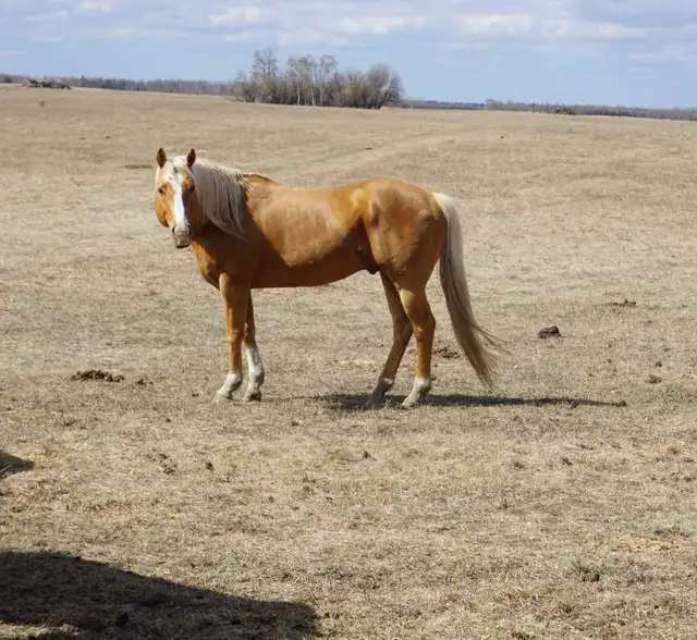 Need help selling a horse? - Photo 4