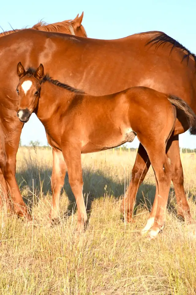 Need help selling a horse? - Photo 5