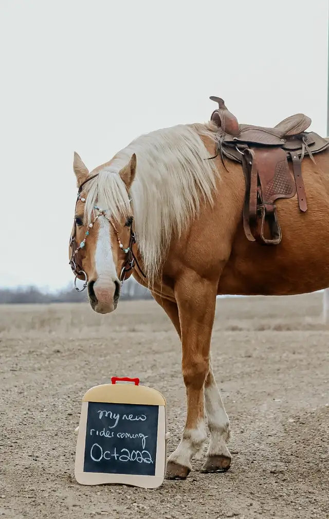 Need help selling a horse? - Photo 6