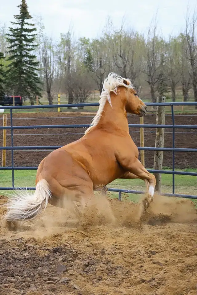 Need help selling a horse? - Photo 7