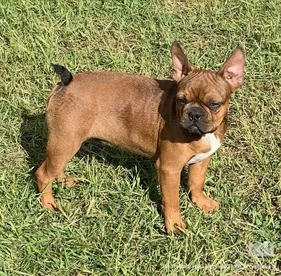 FRENCHTON AND FULL FRENCH BULLDOG PUPPIES