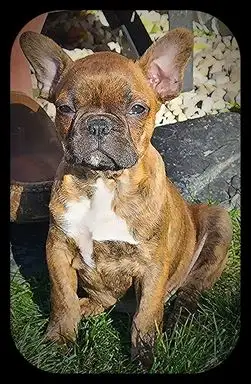 FRENCHTON AND FULL FRENCH BULLDOG PUPPIES - Photo 2