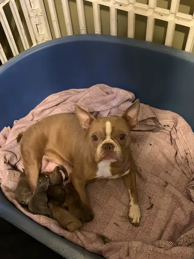 FRENCHTON AND FULL FRENCH BULLDOG PUPPIES - Photo 3