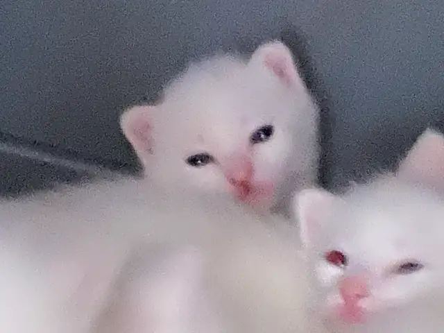 Pure white kitten Born Mar. 28 ready on May 28