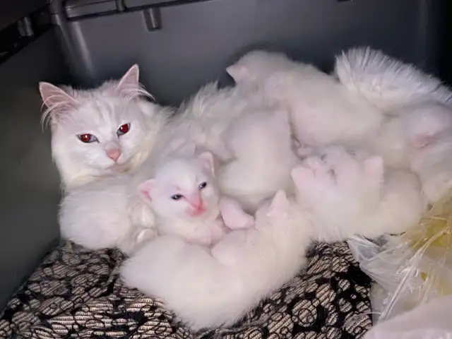 Pure white kitten Born Mar. 28 ready on May 28 - Photo 2