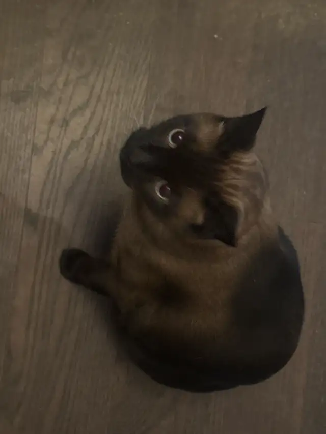 purebred simeese - Photo 2