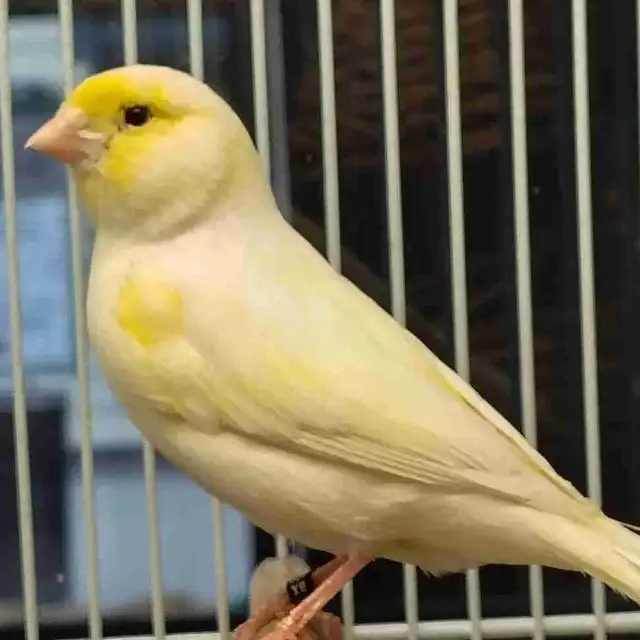 male canaries