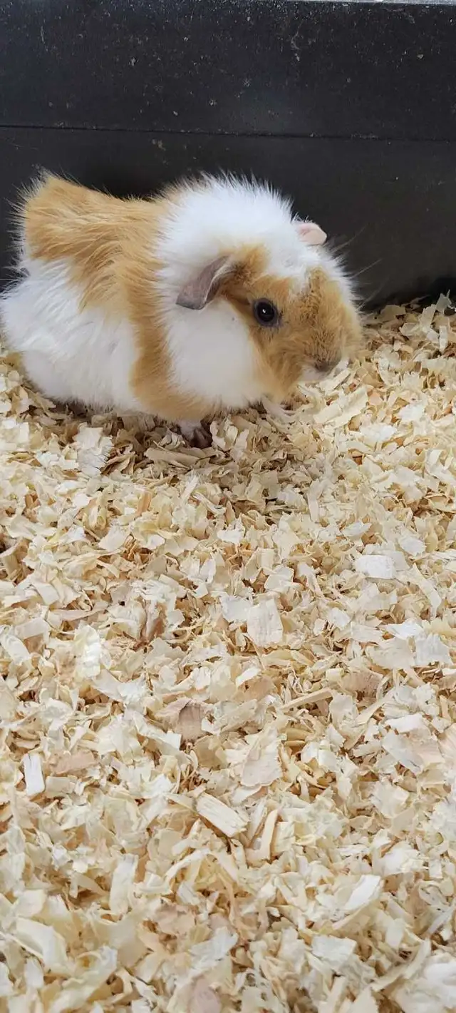 baby guinea pigs - Photo 2