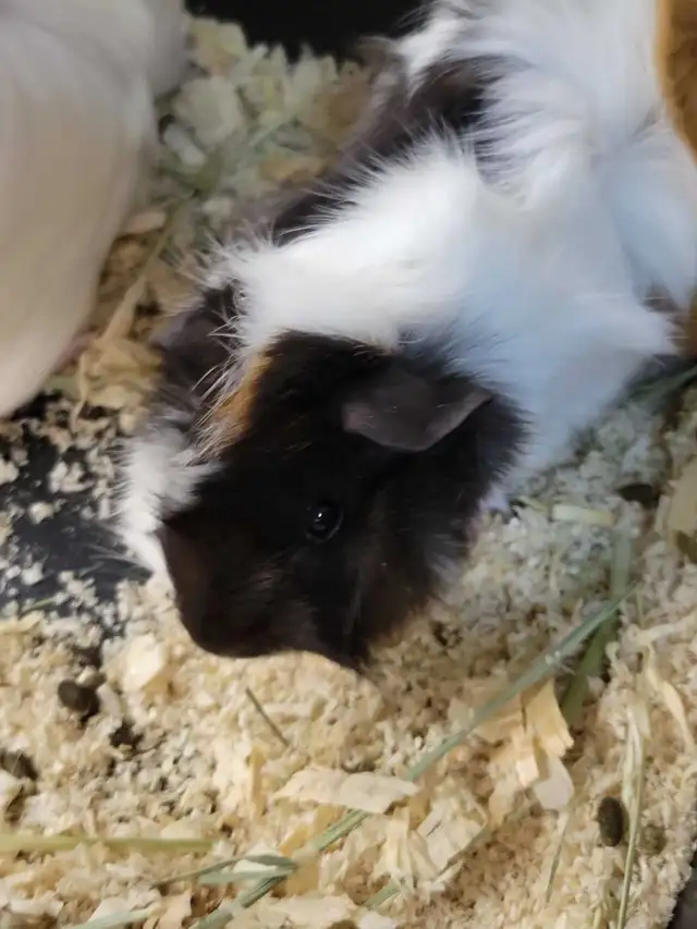 baby guinea pigs - Photo 3