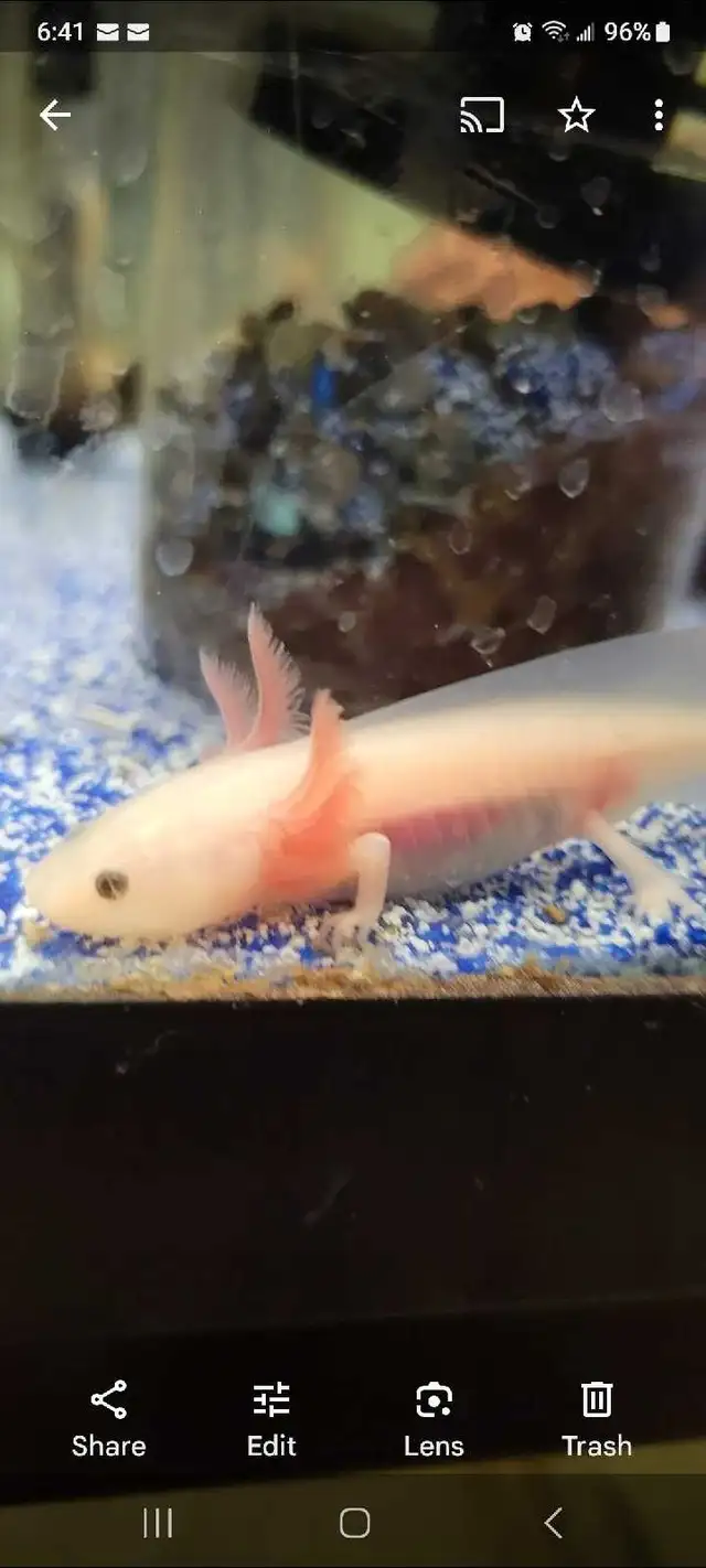 axolotls