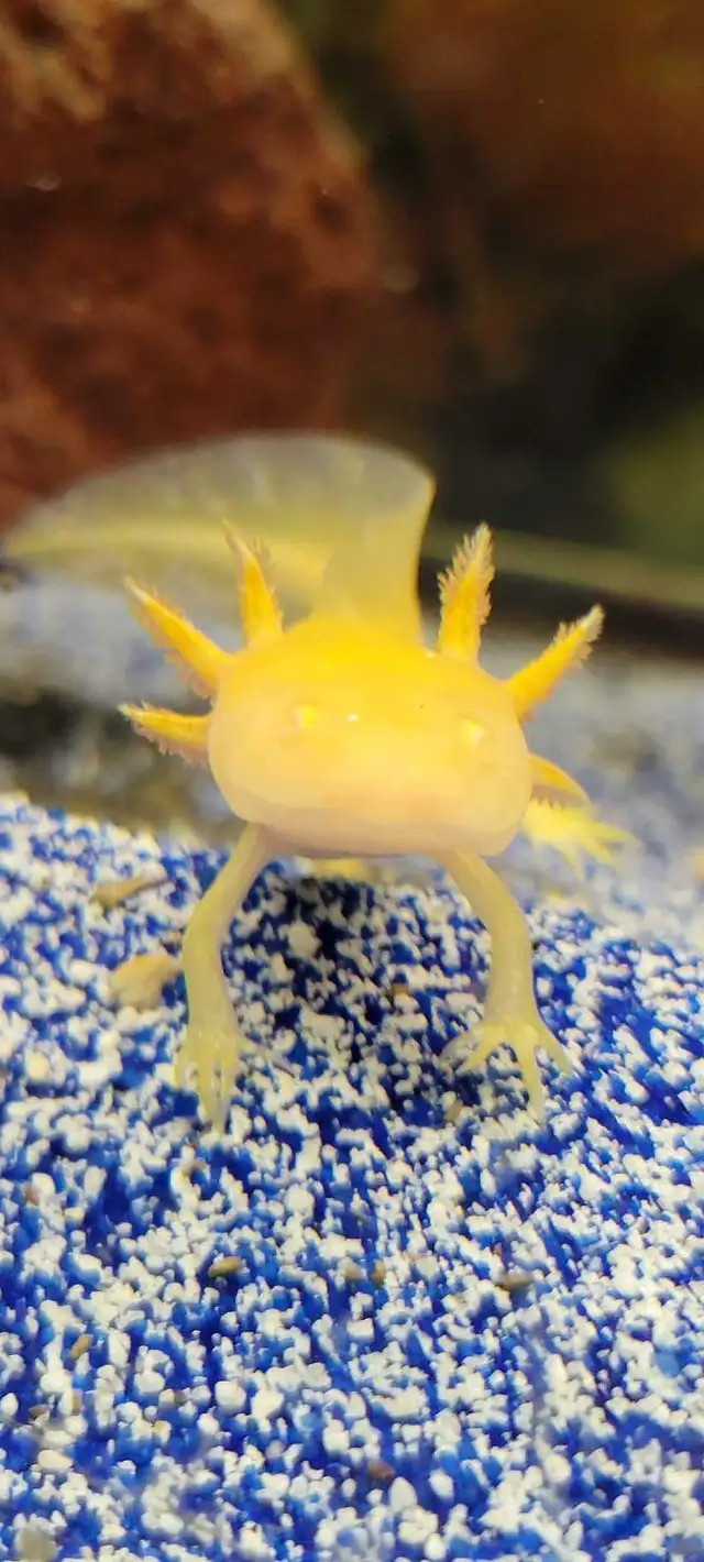 axolotls - Photo 2