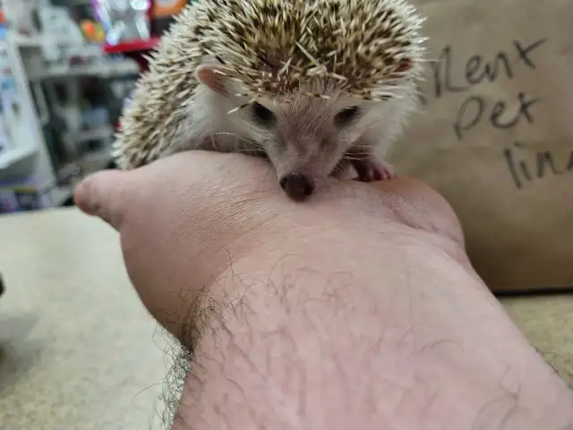 baby hedgehogs - Photo 2