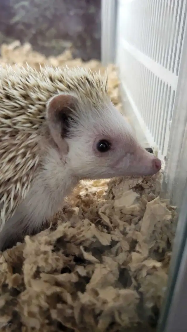 baby hedgehogs - Photo 3