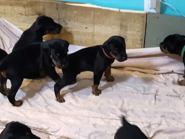 Doberman puppies ready May 10th