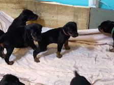 Doberman puppies ready May 10th