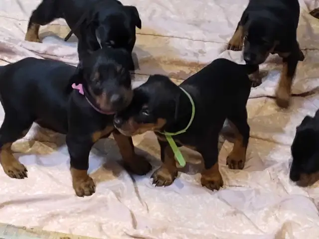 Doberman puppies ready May 10th - Photo 2