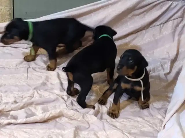 Doberman puppies ready May 10th - Photo 3
