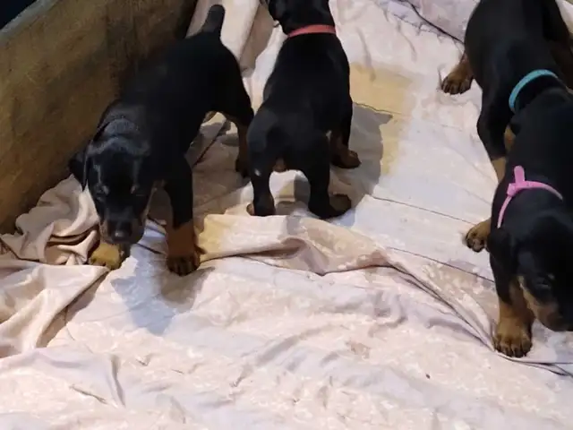 Doberman puppies ready May 10th - Photo 4