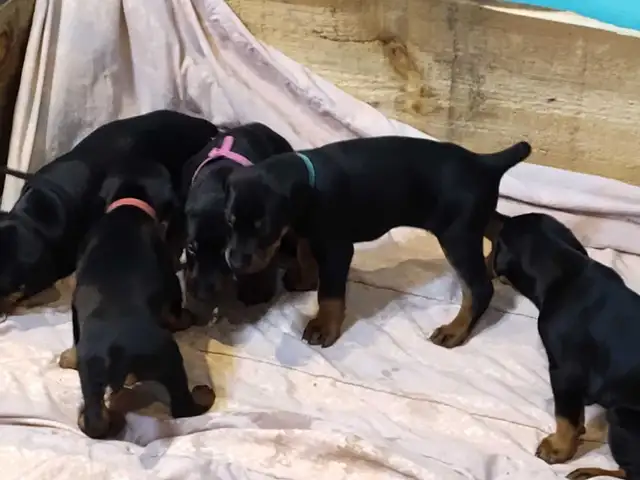 Doberman puppies ready May 10th - Photo 5