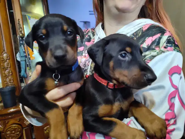 Doberman puppies ready May 10th - Photo 6