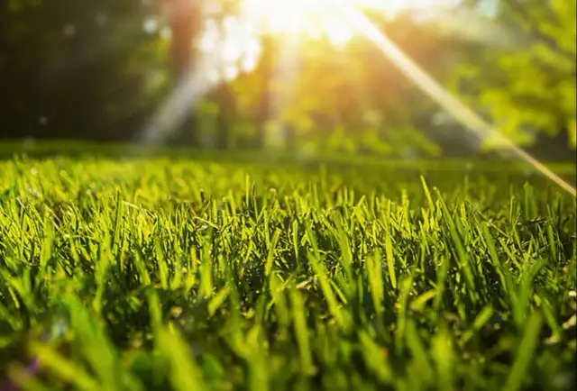 Newcastle & Bowmanville Local Grass Cutting Service - Photo 5