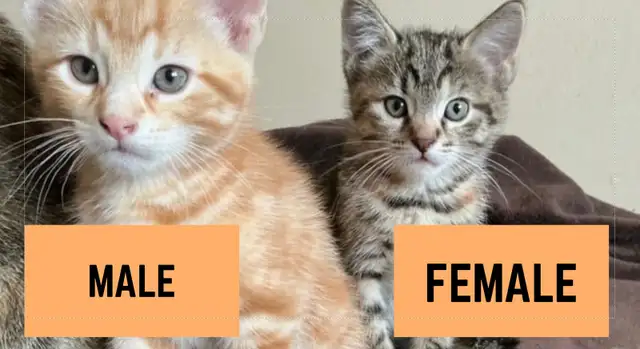 KITTENS - MIXED - Photo 2