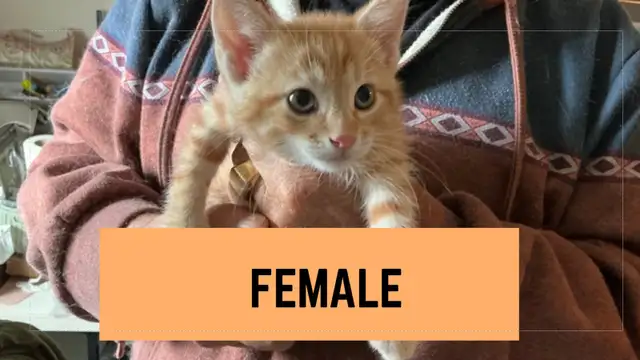 KITTENS - MIXED - Photo 3