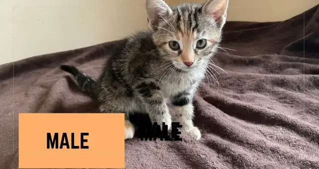 KITTENS - MIXED - Photo 4