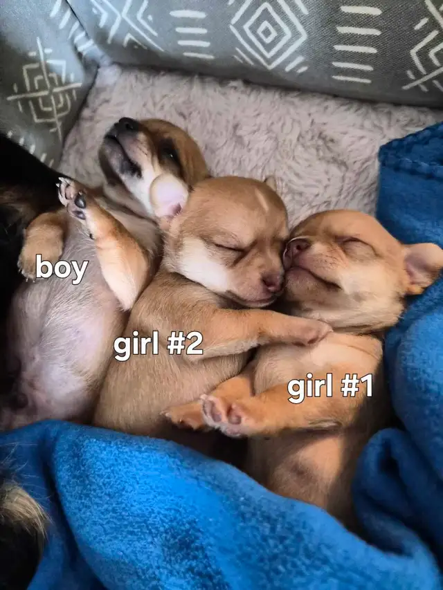 Chihuahua Puppies (Available May 12th)
